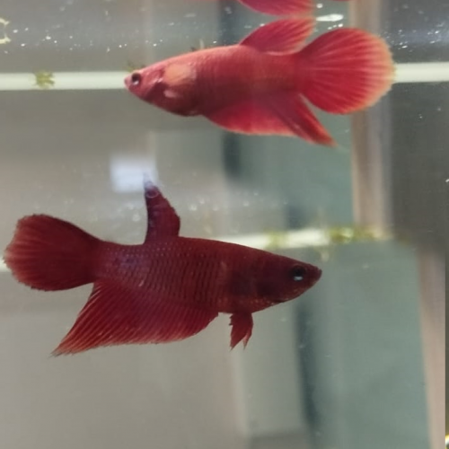 Urgent DON betta splendens