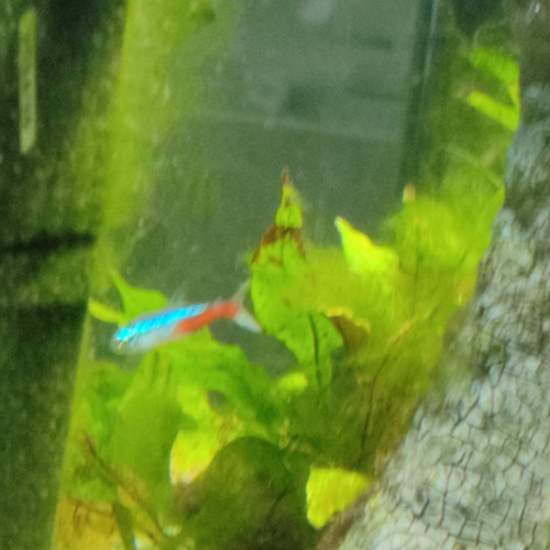 Donne un poisson neon cause arrêt aquarium