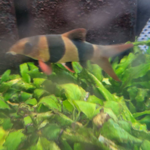 Urgent // 3 poissons à donner