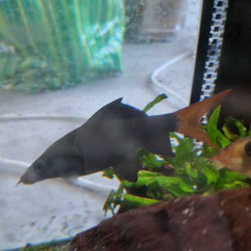 Urgent // 3 poissons à donner