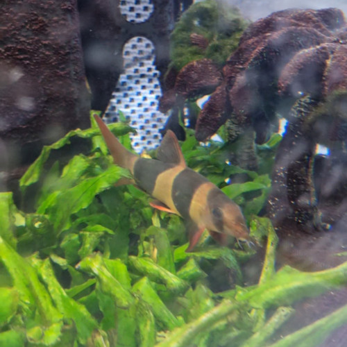 Urgent // 3 poissons à donner
