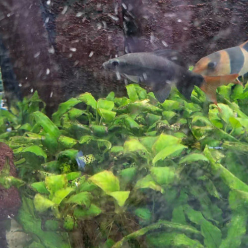 Urgent // 3 poissons à donner