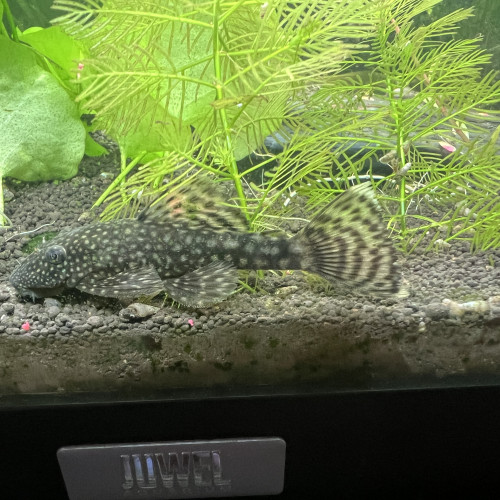 Ancistrus
