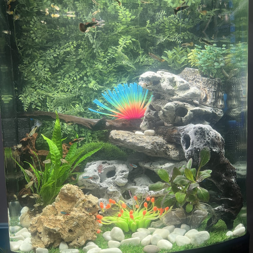 Guppies à échanger