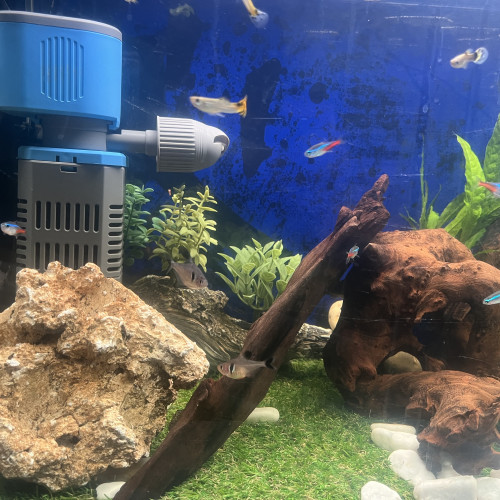 Guppies à échanger