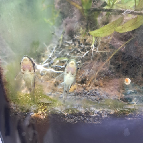 Otocinclus