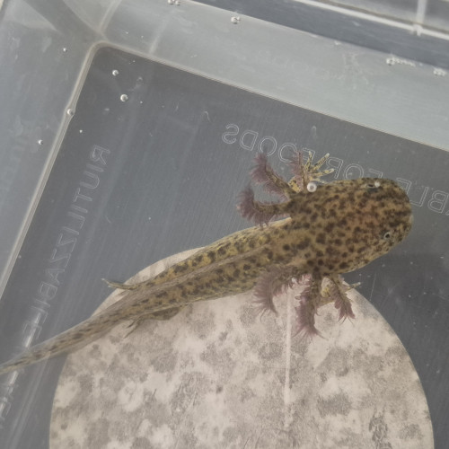 Jeune axolotl