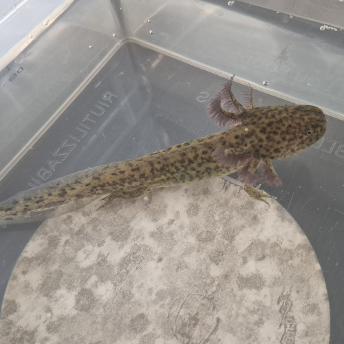 Jeune axolotl