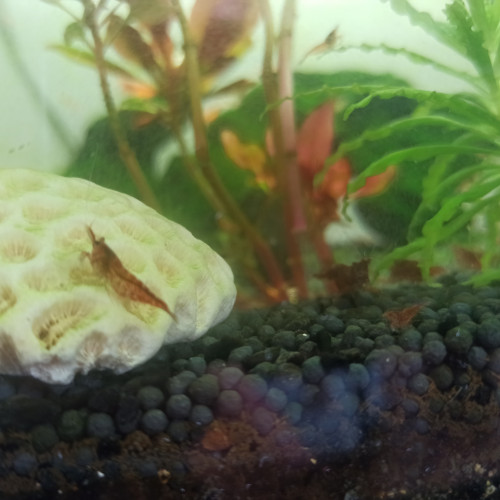 Crevettes Red Cherry
