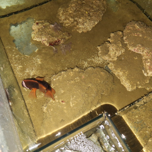 Donne poisson clown épineux