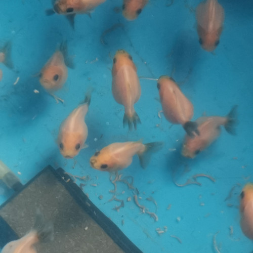 Bébés oranda sakura shogun short tail