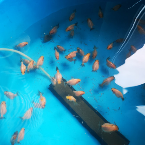 Bébés oranda sakura shogun short tail