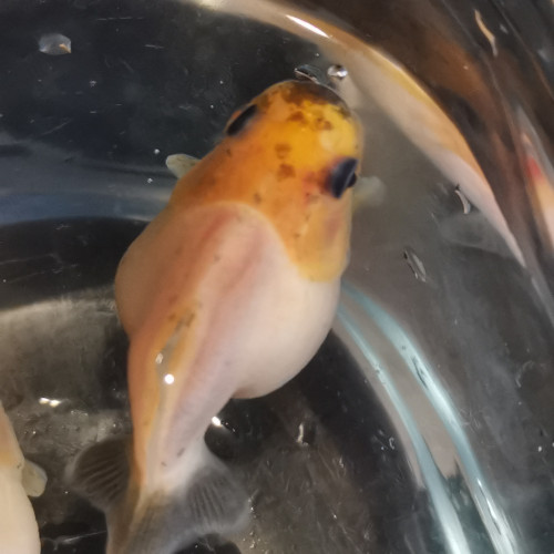Bébés oranda sakura shogun short tail