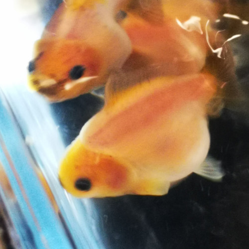 Bébés oranda sakura shogun short tail