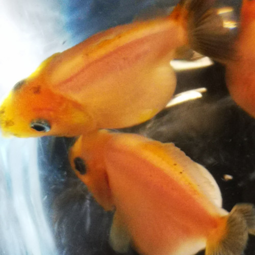 Bébés oranda sakura shogun short tail