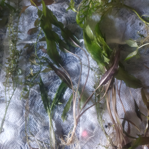 Lot Plantes aquarium