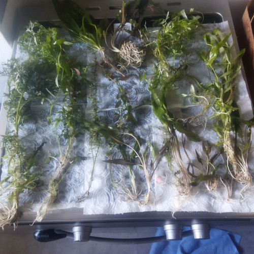 Lot Plantes aquarium