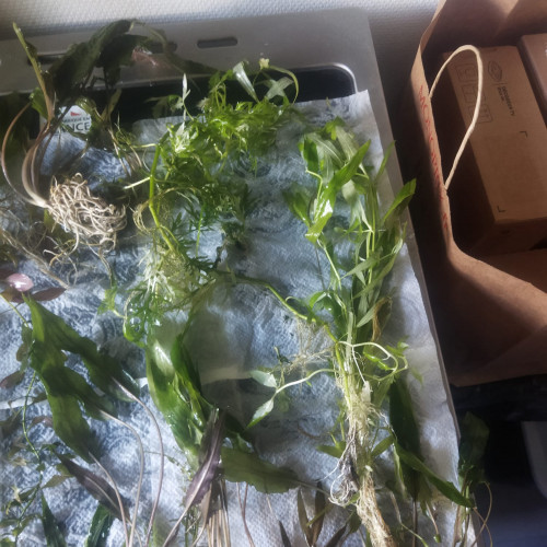 Lot Plantes aquarium