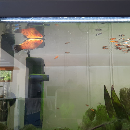Platys