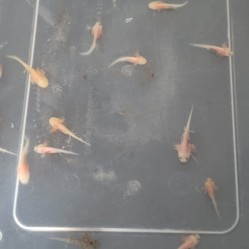 axolotl
