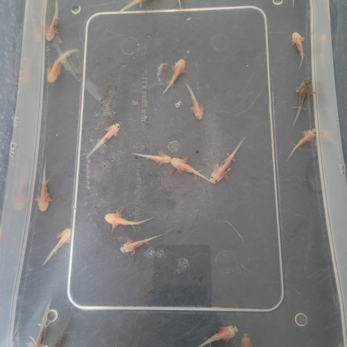 axolotl