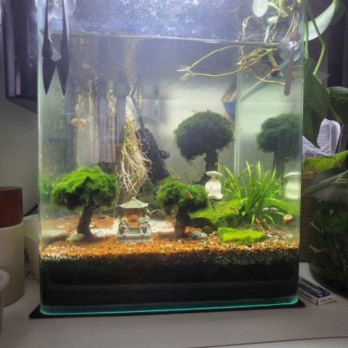 Urgent : vends aquarium tout équipé avec ses habitants.
