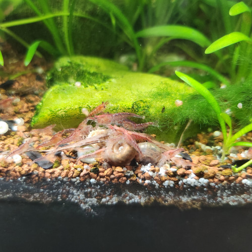 Urgent : vends aquarium tout équipé avec ses habitants.