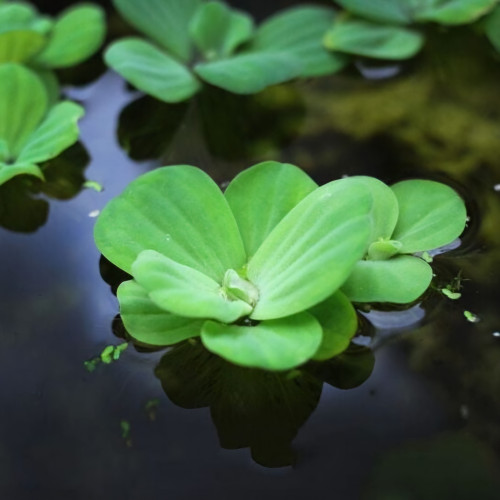 Pistia Stratiotes - Laitue d'eau