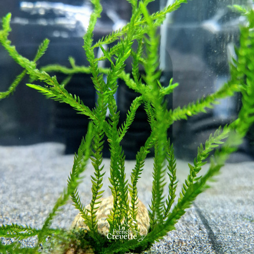 Fontinalis - Willow Moss