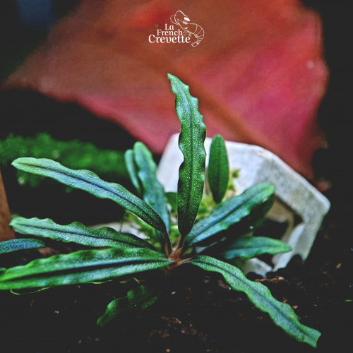 Bucephalandra sur support