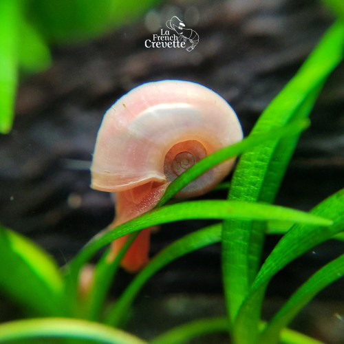 Planorbe Rose