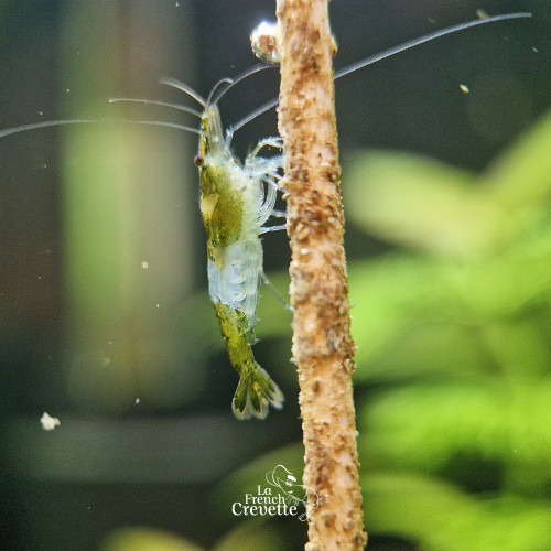 Neocaridina Green Rili