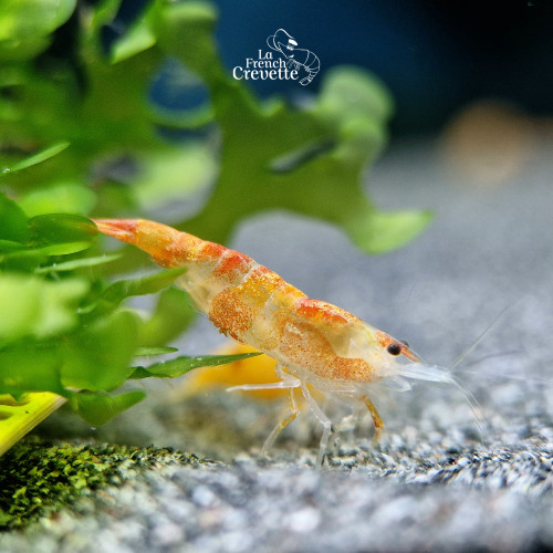 Neocaridina Sunburst