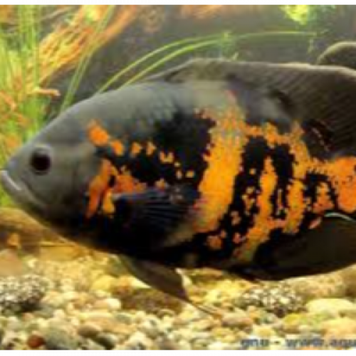 Astronotus ocellatus