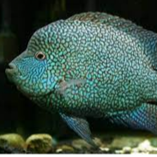 Herichthys carpentis