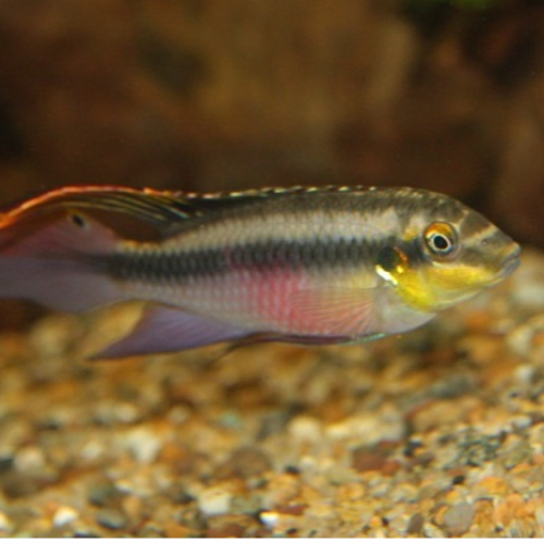 Pelvicachromis pulcher