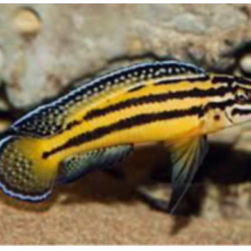 Julidochromis marksmithi