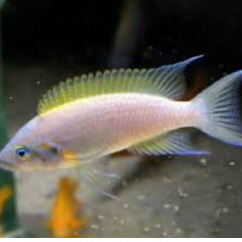 Neolamprologus pulcher daffodil