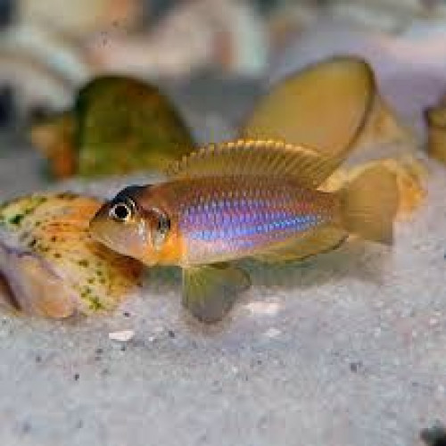 Neolamprologus ocellatus gold