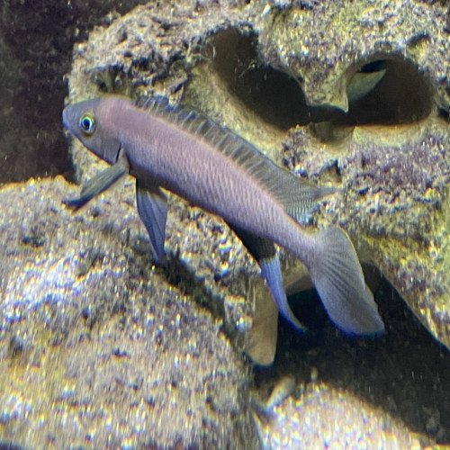 Neolamprologus pectoralis Tembwe 2