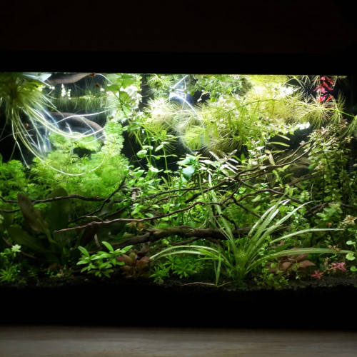 2 aquariums Inwa Confort 60 gris - 54L