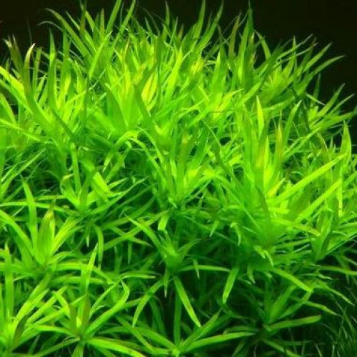 Heteranthera Zosterifolia