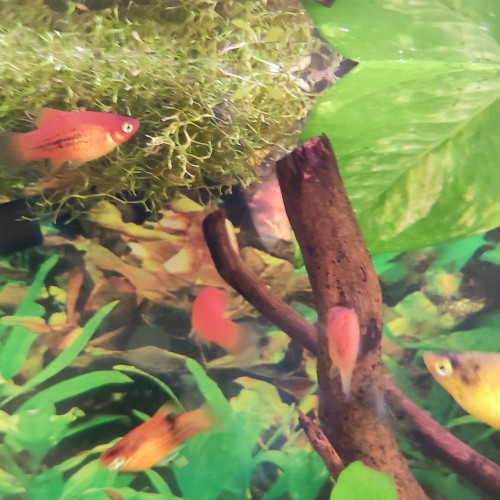 Don platys