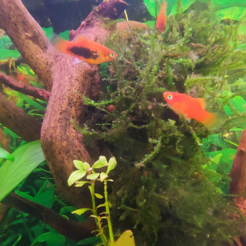 Don platys