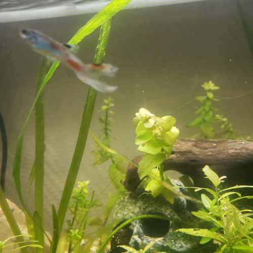Dons ou échange Guppys