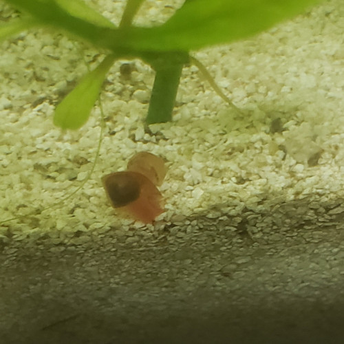 Planorbes rose