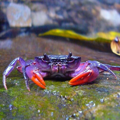 Recherche dons de crevettes, écrevisses, crabes d’eau douce