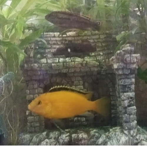 2 Malawi d'environ 15cm melanochromis auratus + labidochromis