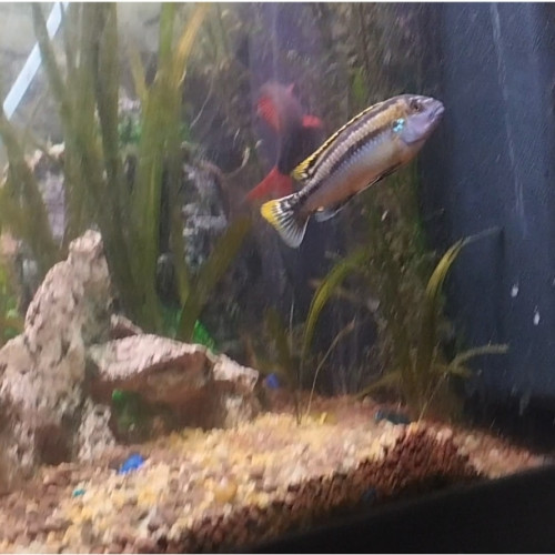 2 Malawi d'environ 15cm melanochromis auratus + labidochromis