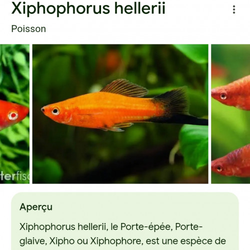 Lot de poissons exotiques